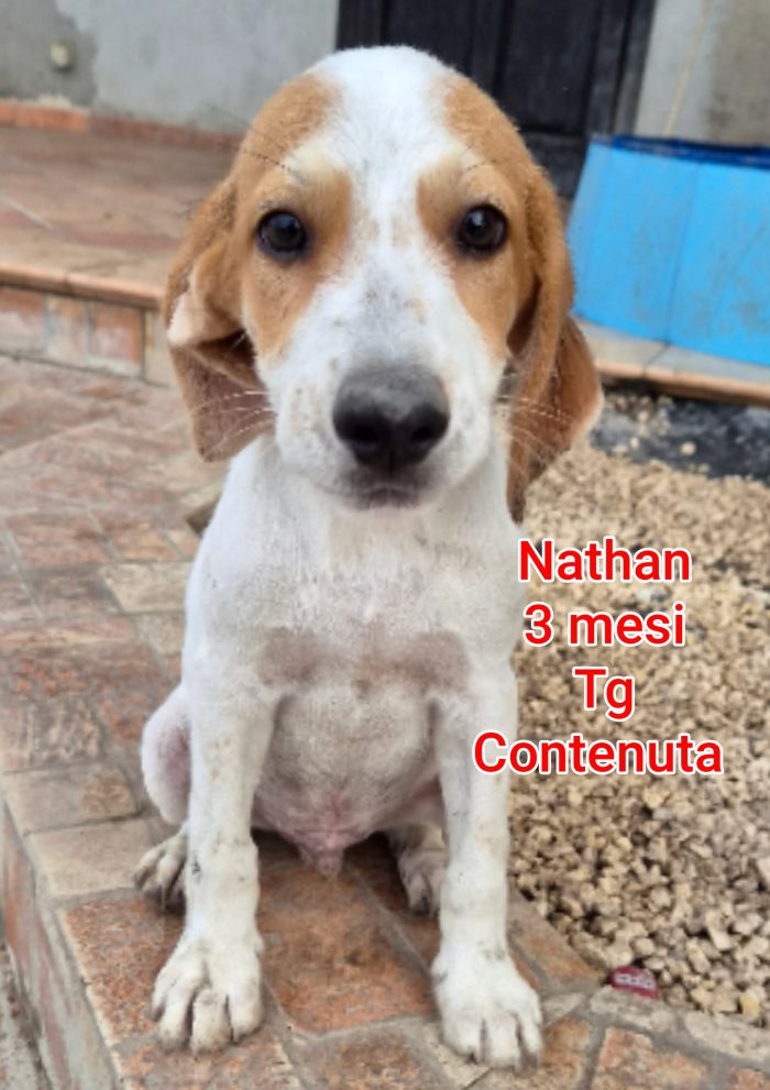 CUCCIOLI ABBANDONATI! EMERGENZA! - media 5