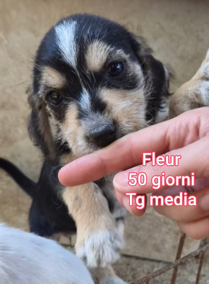 CUCCIOLI ABBANDONATI! EMERGENZA! - media 6