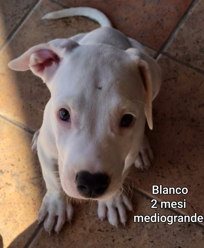 CUCCIOLI ABBANDONATI! EMERGENZA! - media 7