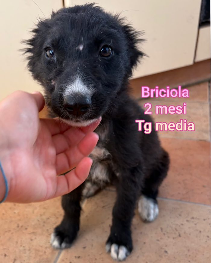 CUCCIOLI ABBANDONATI! EMERGENZA! - media 9