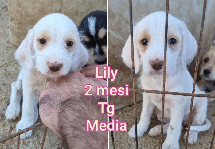 CUCCIOLI BISOGNOSI!