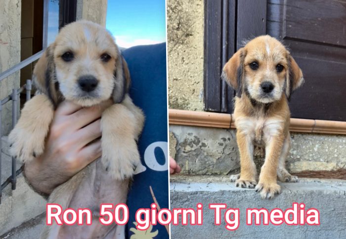 CUCCIOLI BISOGNOSI!