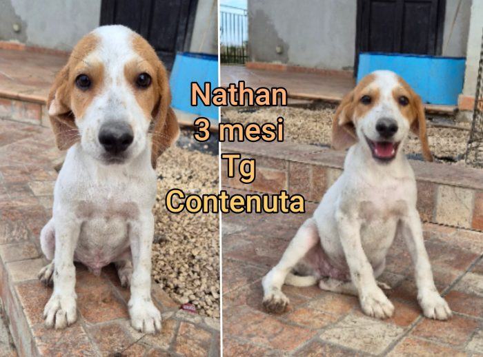 CUCCIOLI BISOGNOSI! - media 4