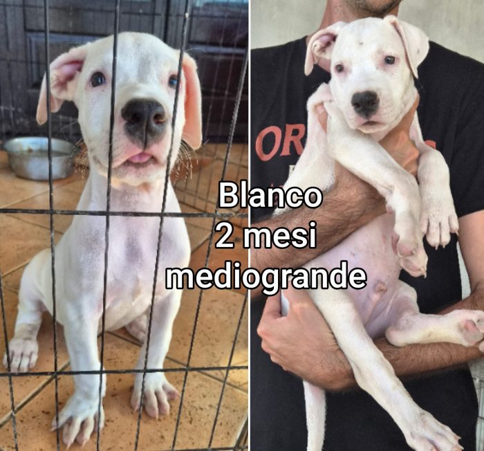 CUCCIOLI BISOGNOSI! - media 6