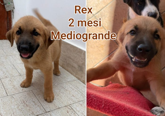 CUCCIOLI BISOGNOSI! - media 7