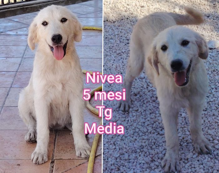CUCCIOLI BISOGNOSI! - media 8