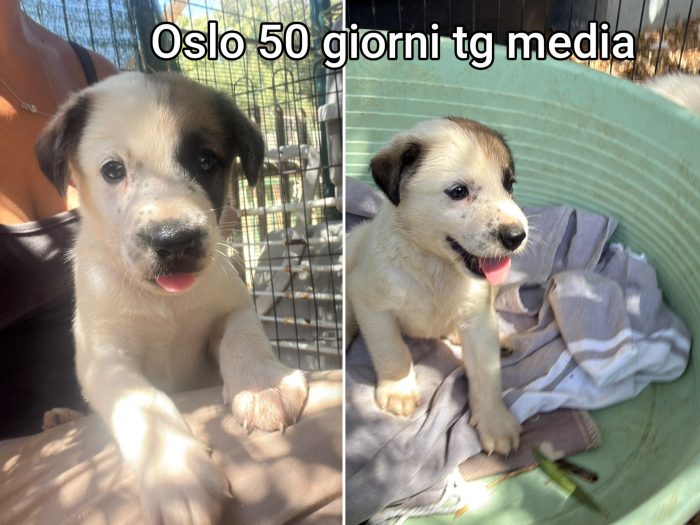 CUCCIOLI BISOGNOSI! - media 9