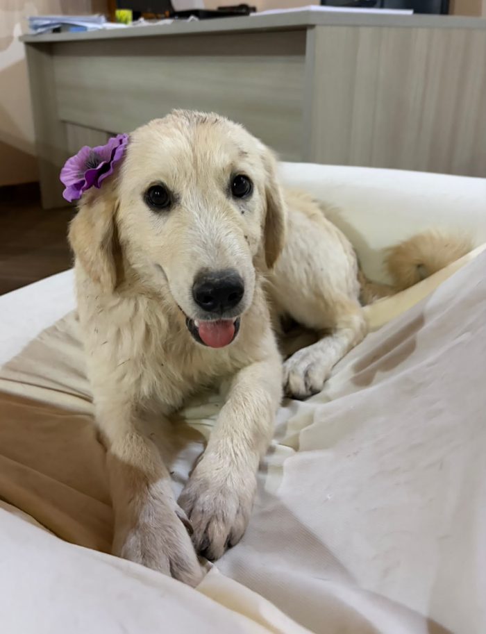 Nivea meravigliosa cucciola mix golden