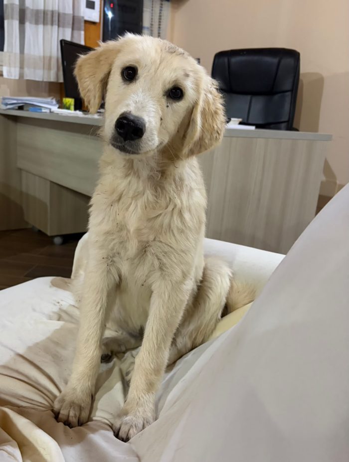 Nivea meravigliosa cucciola mix golden