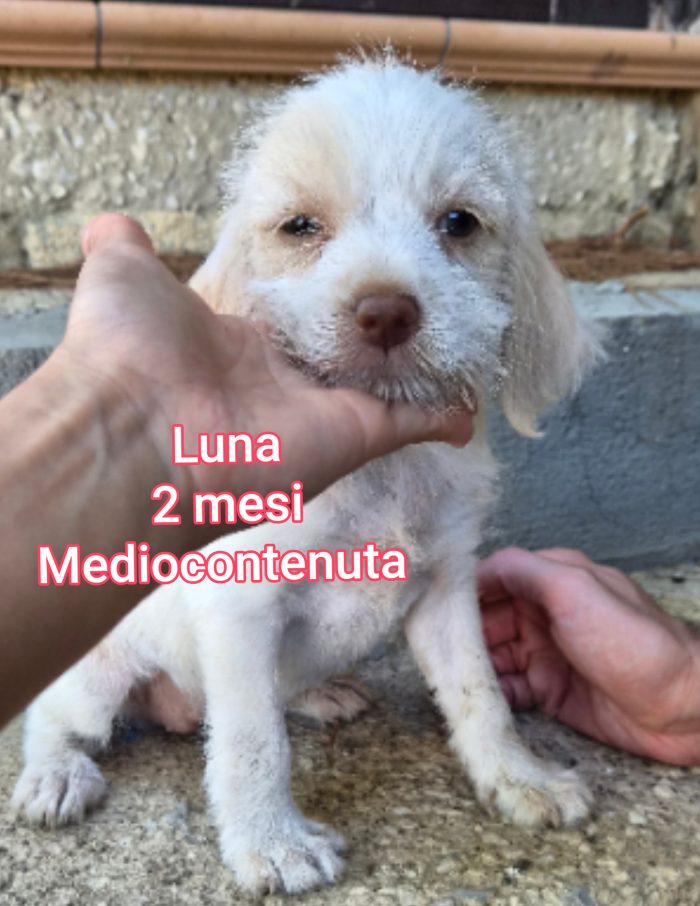 Siamo sommerse dai cucciolini