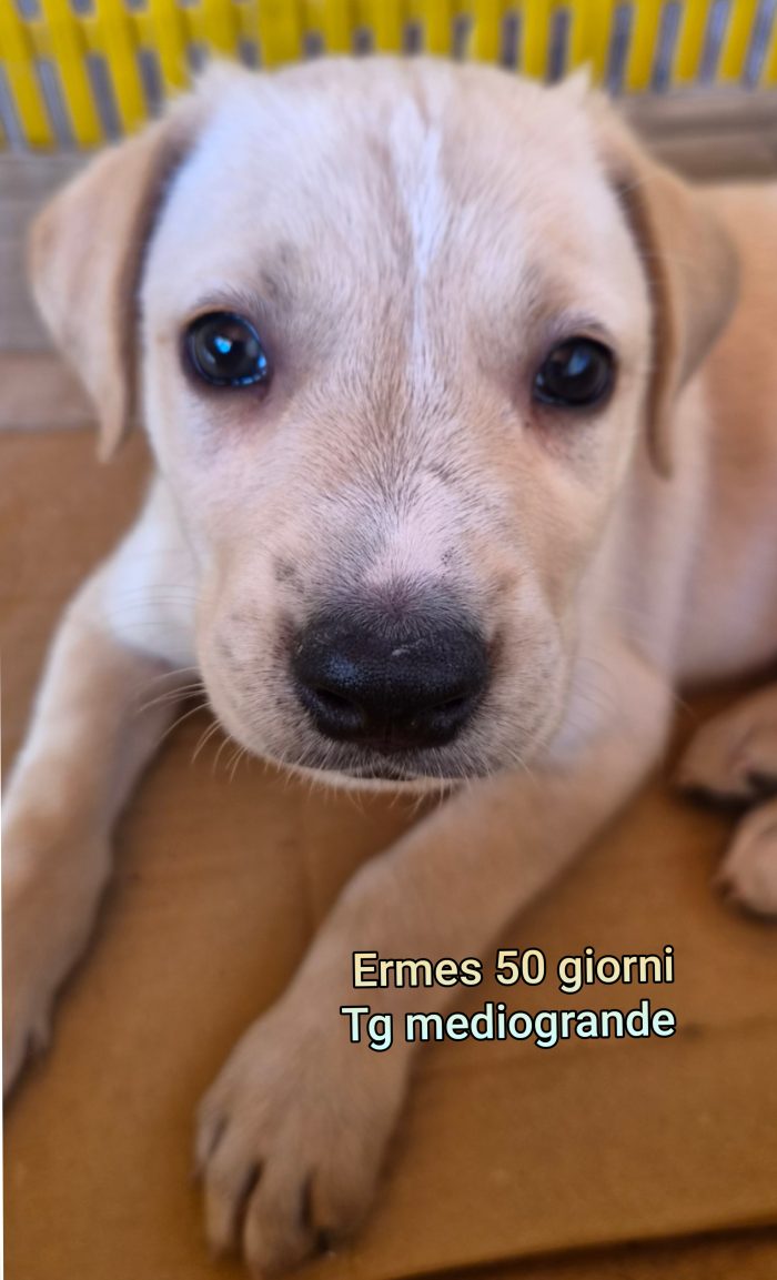 Siamo sommerse dai cucciolini