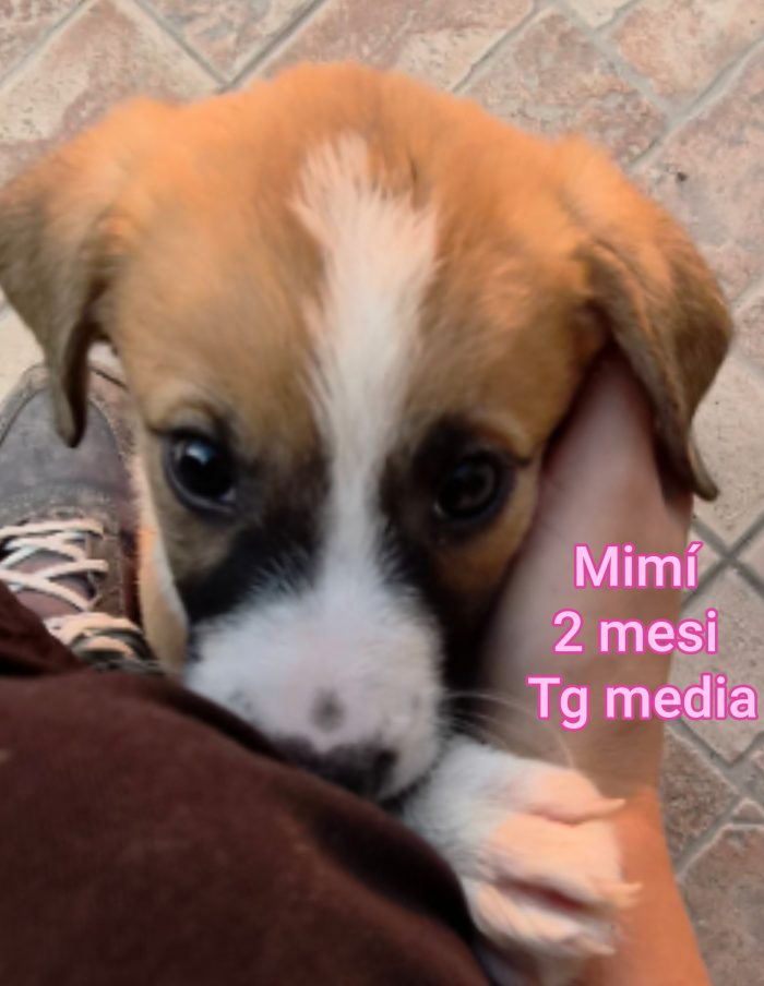 Siamo sommerse dai cucciolini - media 6
