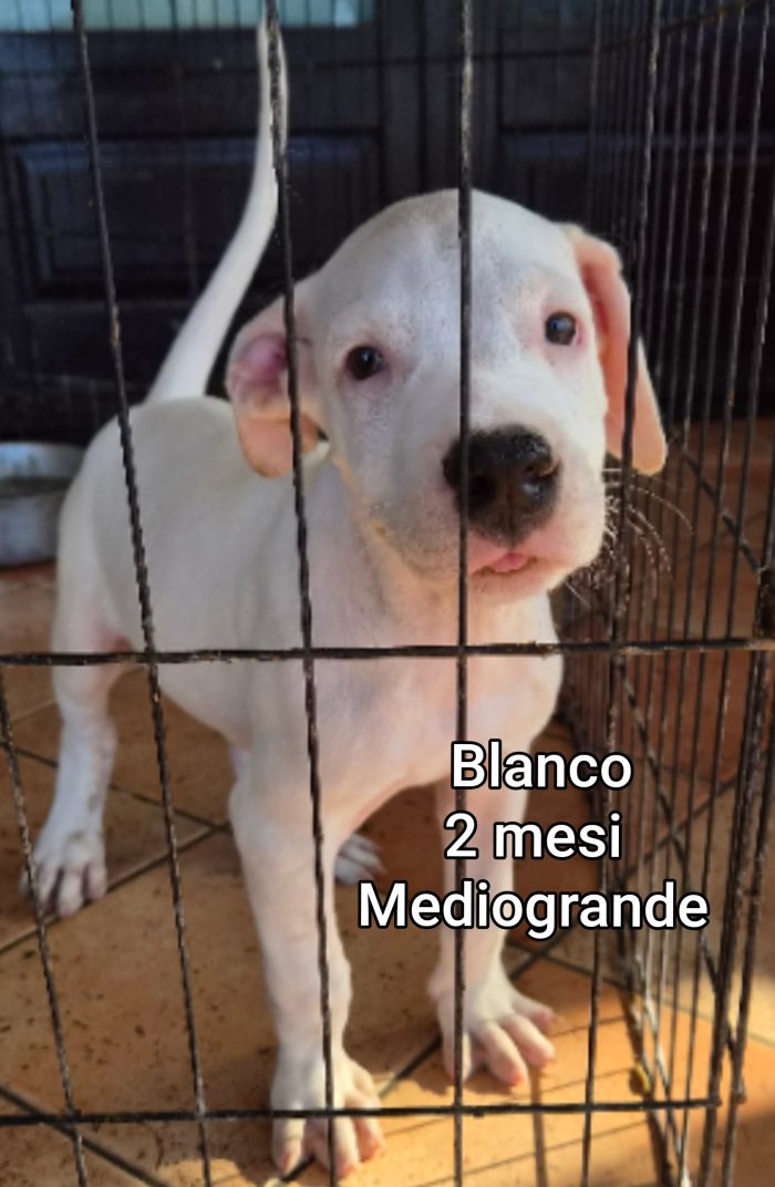 Siamo sommerse dai cucciolini - media 7