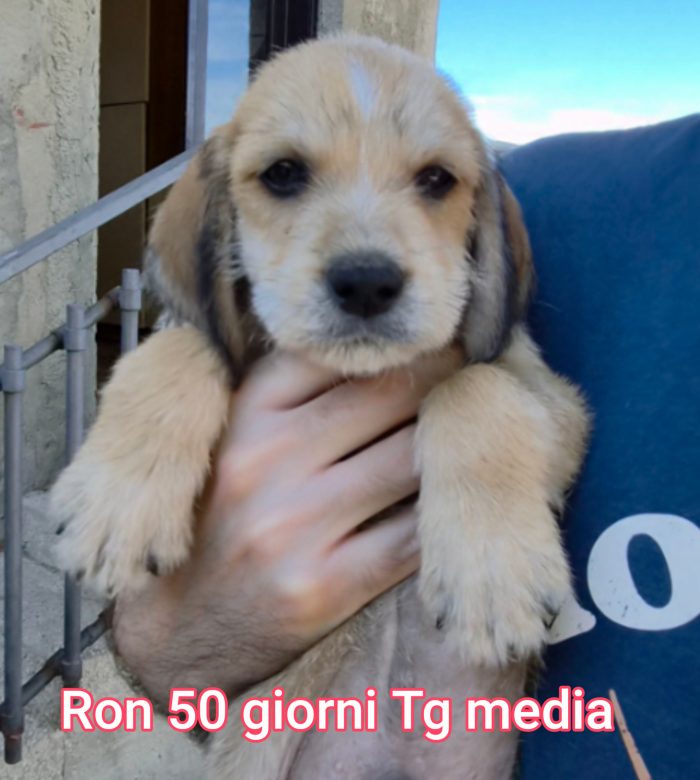 Siamo sommerse dai cucciolini - media 8
