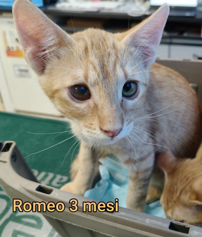 GATTINI TROVATELLI: URGENTE