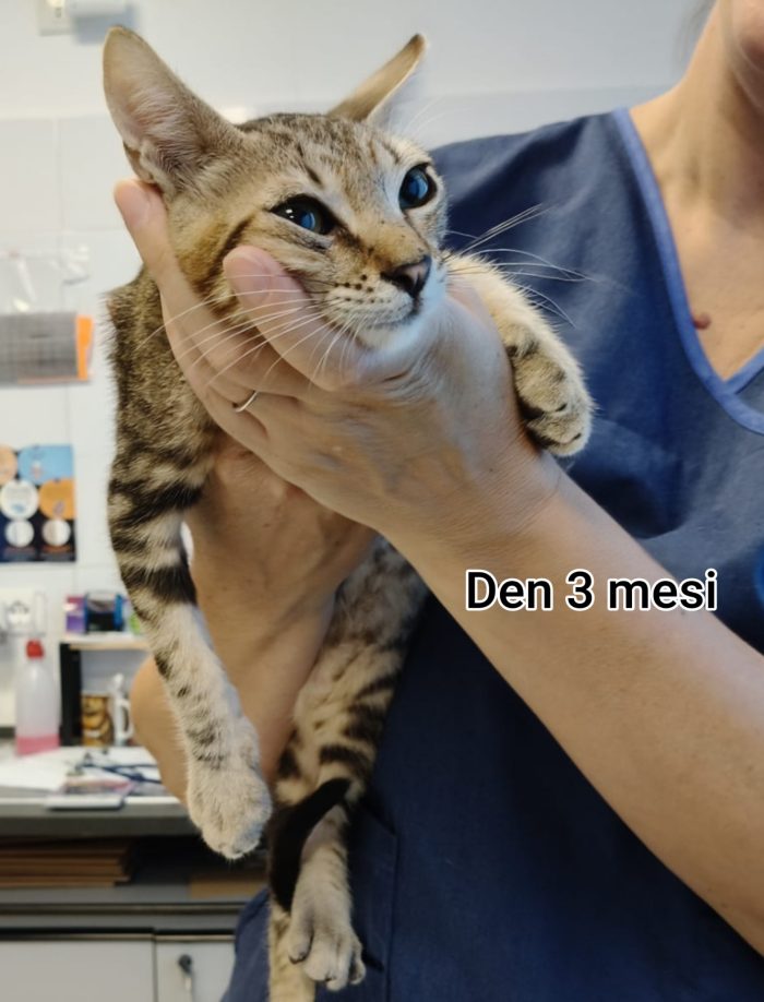 GATTINI TROVATELLI: URGENTE