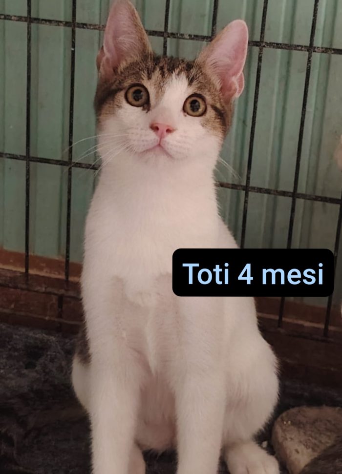 GATTINI TROVATELLI: URGENTE - media 8
