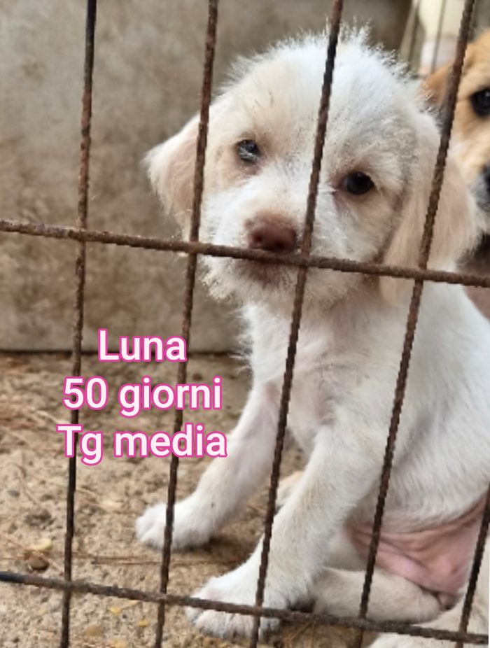 Tenerissimi cuccioli adozioni
