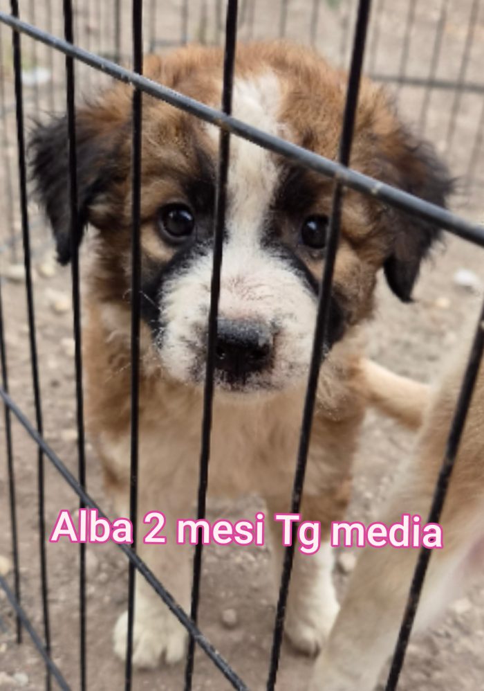 Tenerissimi cuccioli adozioni