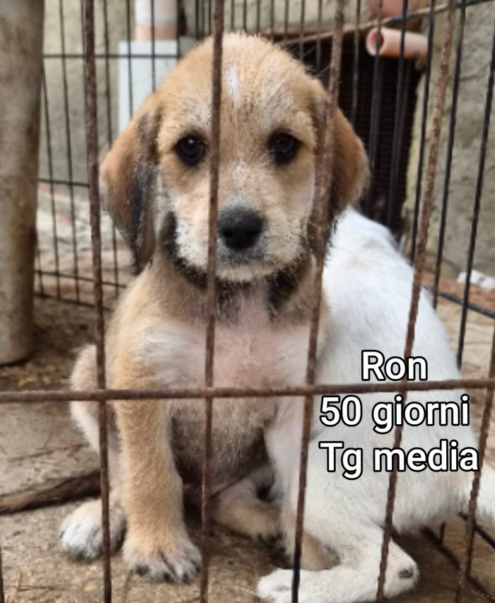 Tenerissimi cuccioli adozioni - media 5