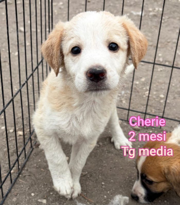 Tenerissimi cuccioli adozioni - media 6