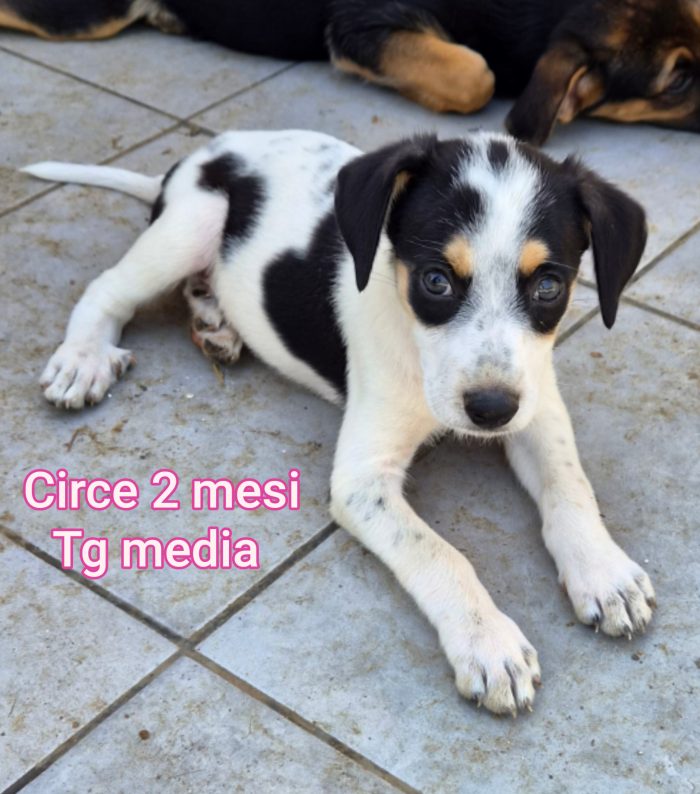 Tenerissimi cuccioli adozioni - media 7
