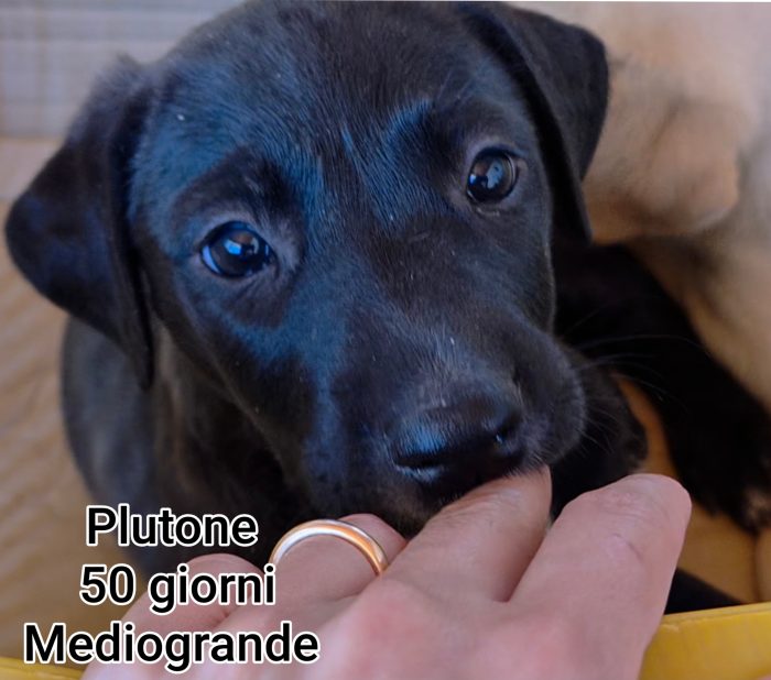 Tenerissimi cuccioli adozioni - media 8