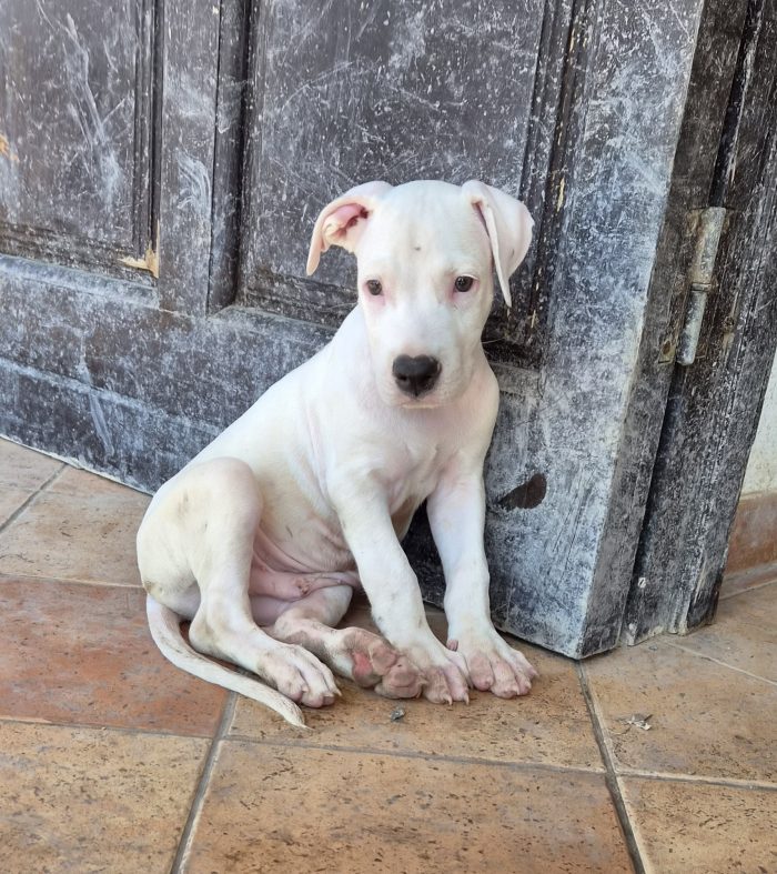 Blanco cucciolo simil dogo / pitbull