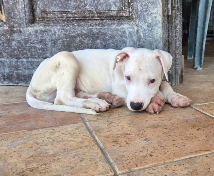 Blanco cucciolo simil dogo / pitbull - media 4