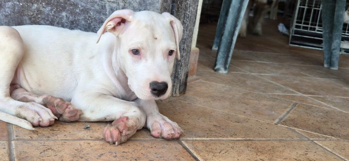 Blanco cucciolo simil dogo / pitbull - media 5