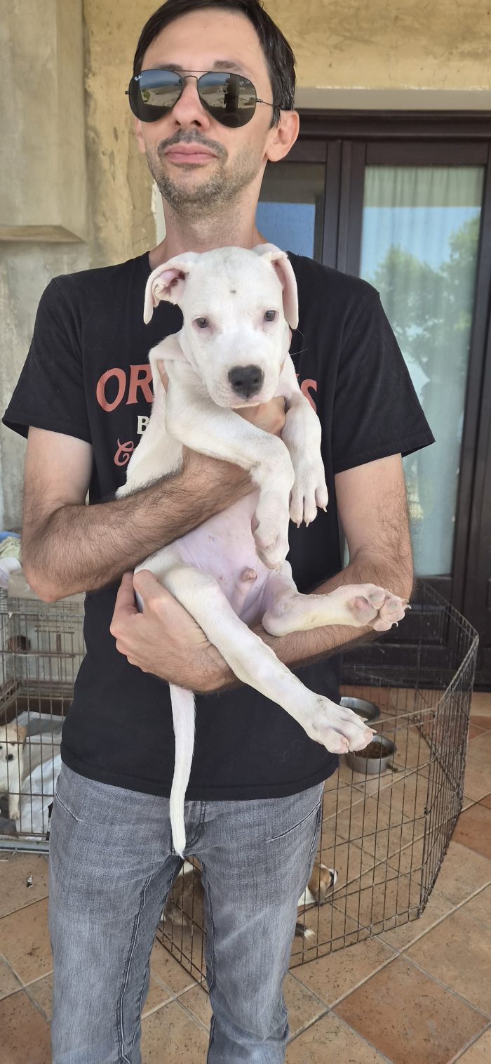 Blanco cucciolo simil dogo / pitbull - media 6