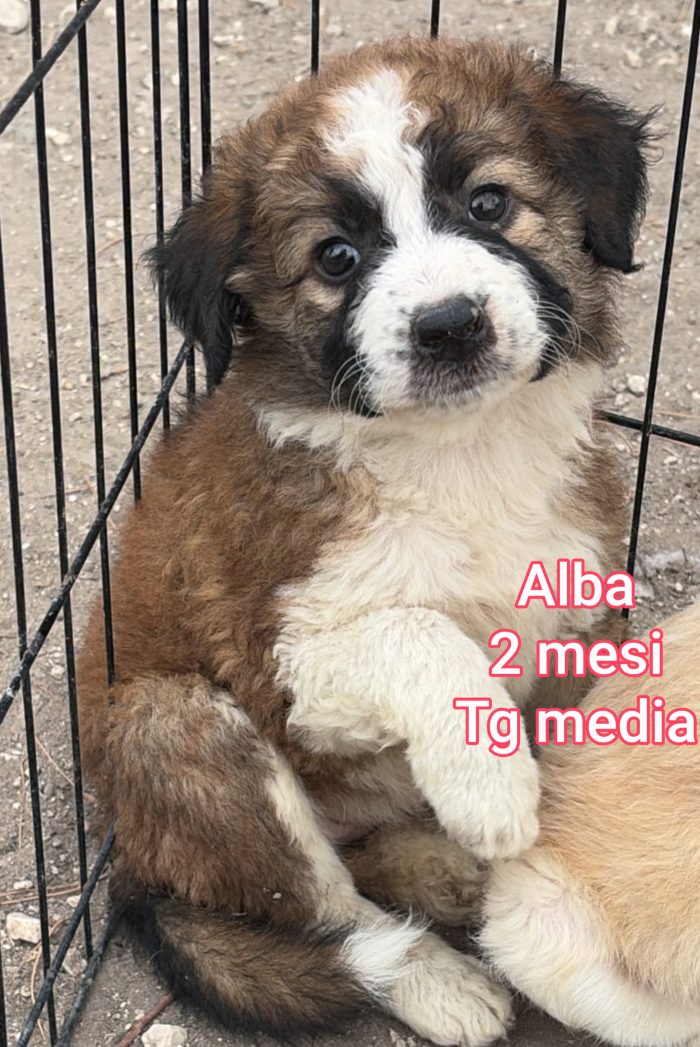 Meravigliosi cuccioli dai 60 giorni - media 5