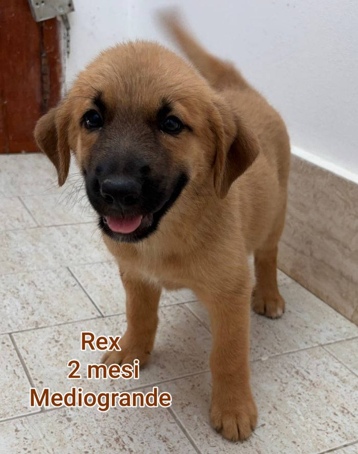 Meravigliosi cuccioli dai 60 giorni - media 7