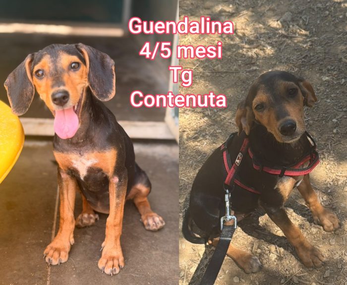 Cagnolini taglia ridotta