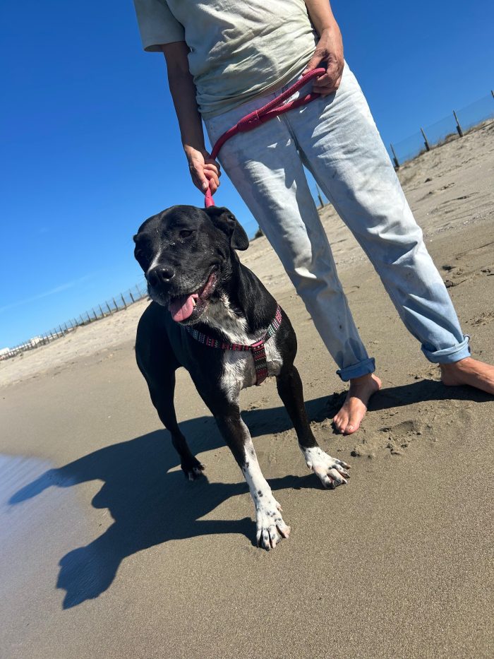 Sascha splendida mix Amstaff cerca casa