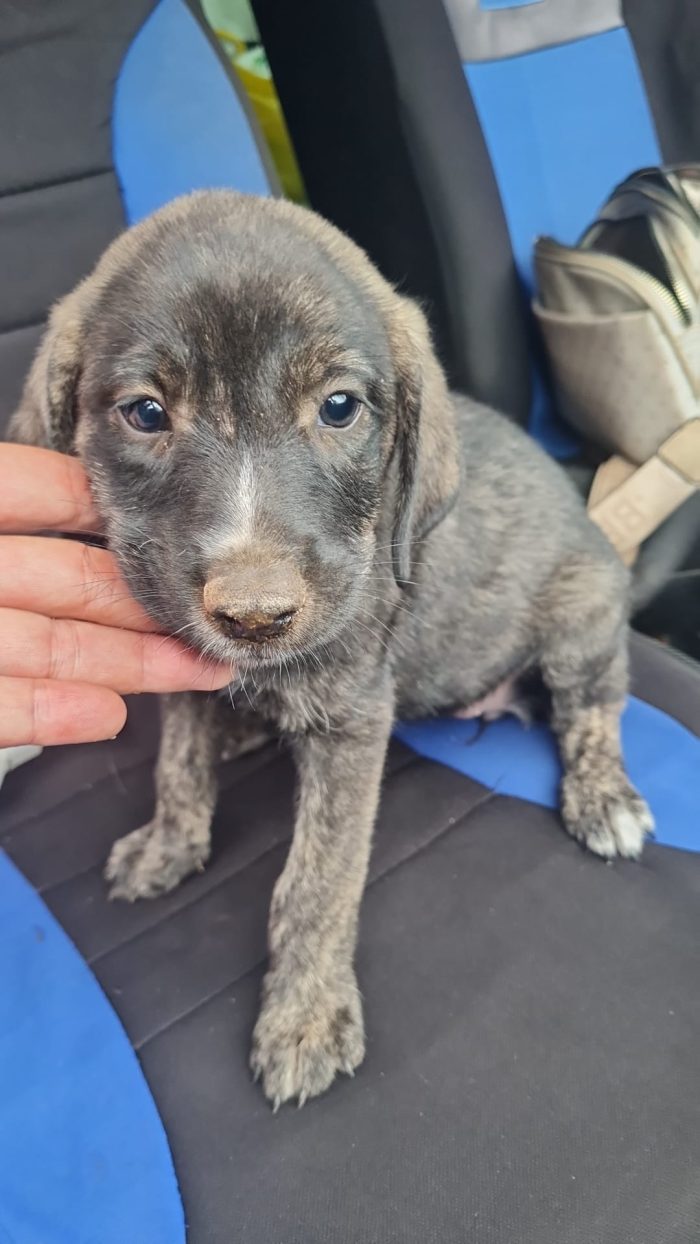 Giorgy splendida dolce cucciola cerca casa