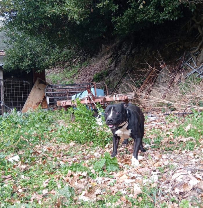 American Bully  3anni e la sua triste ed assurda storia!!! ALESSANDRIA - media 8