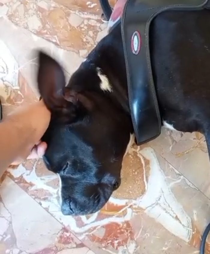 American Bully  3anni e la sua triste ed assurda storia!!! ALESSANDRIA - media 5