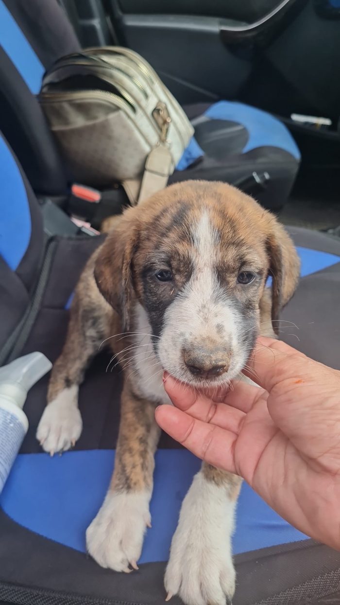 Balto meraviglioso dolce cucciolo cerca casa