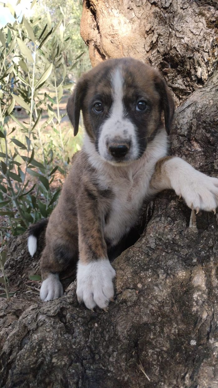 Balto meraviglioso dolce cucciolo cerca casa