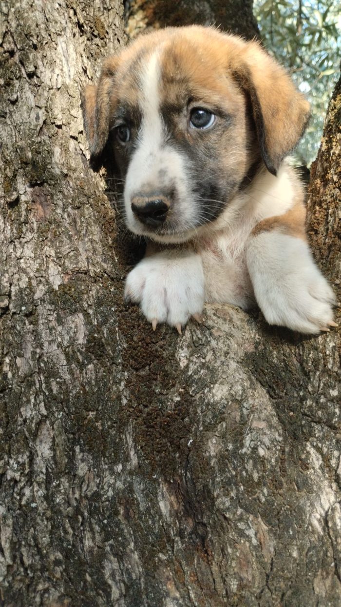 Balto meraviglioso dolce cucciolo cerca casa