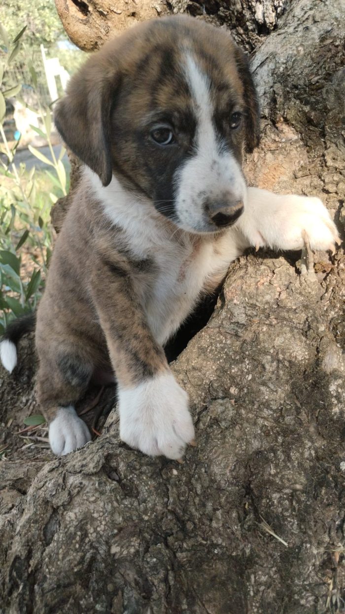 Balto meraviglioso dolce cucciolo cerca casa - media 6