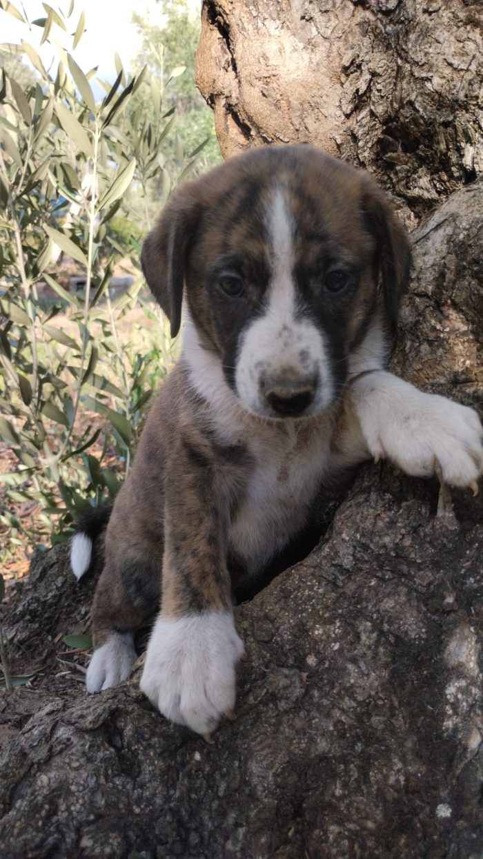 Balto meraviglioso dolce cucciolo cerca casa - media 4