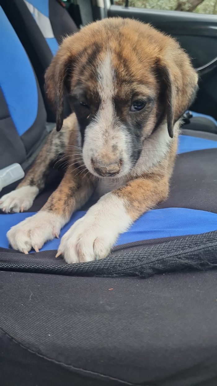 Balto meraviglioso dolce cucciolo cerca casa - media 7
