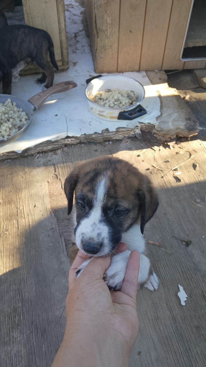 Balto meraviglioso dolce cucciolo cerca casa - media 8