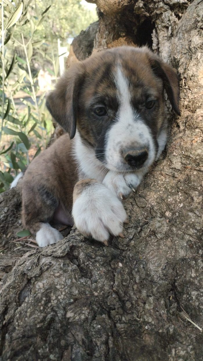 Balto meraviglioso dolce cucciolo cerca casa - media 9