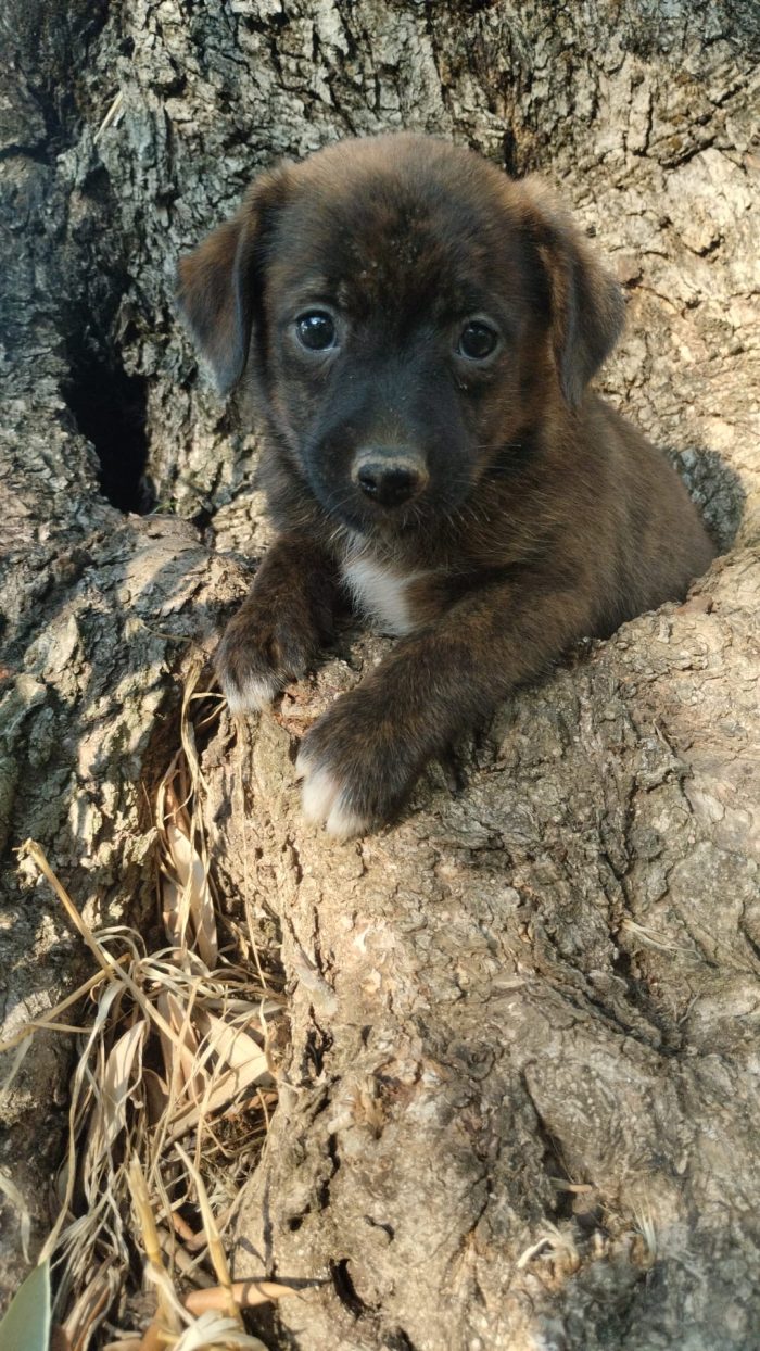 Nala splendida dolce cucciola cerca casa