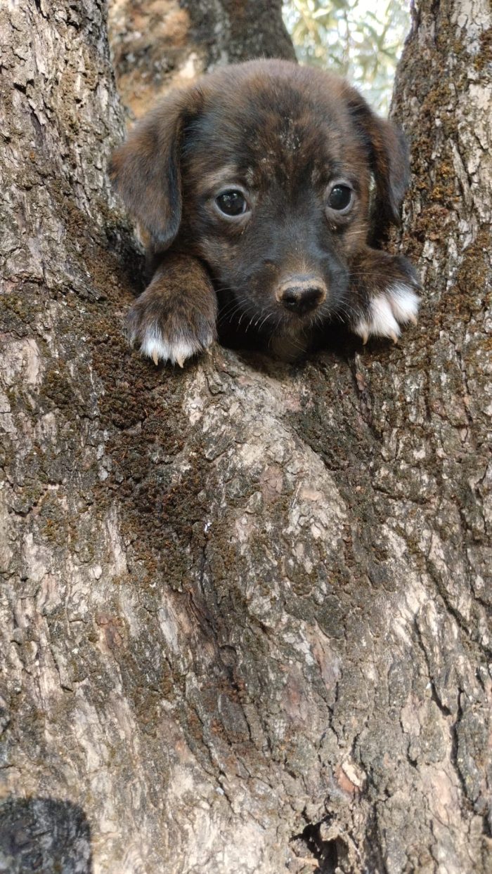 Nala splendida dolce cucciola cerca casa