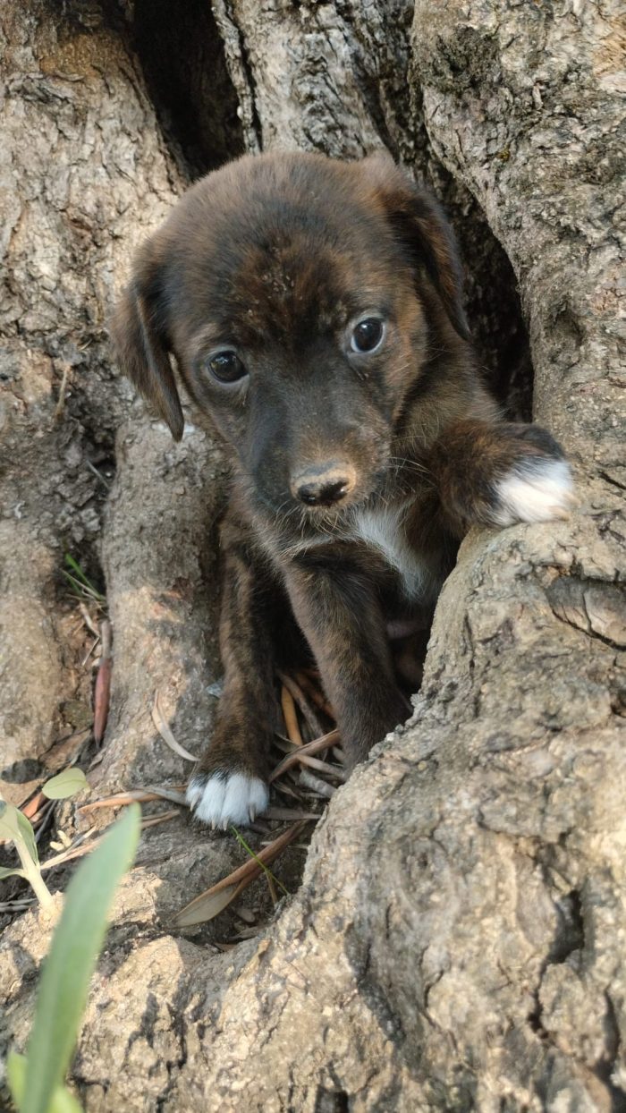 Nala splendida dolce cucciola cerca casa