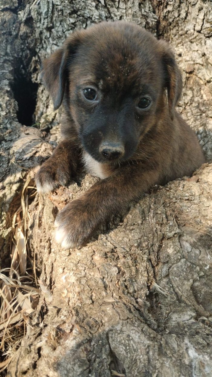 Nala splendida dolce cucciola cerca casa - media 4